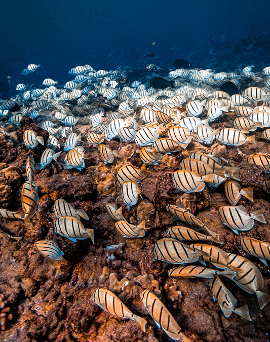 ハワイ島 ハワイ島の海でシュノーケリングを楽しもう人気のシュノーケリングスポットやおすすめのツアーをご紹介 - ハワイツアーズ