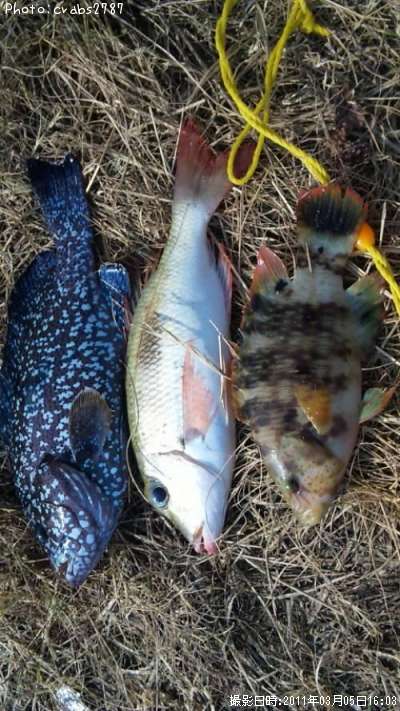 釣り初心者向け：沖縄で人気の魚種と狙い方を解説沖縄 釣り具一式レンタルするなら -ANGLER