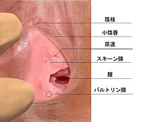 Gスポット開発とは？場所と位置の見つけ方 - 夜の保健室