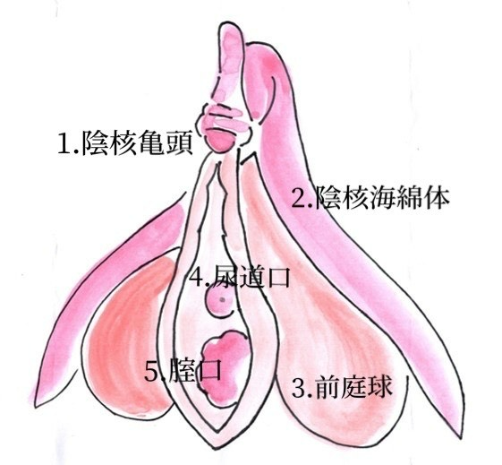 クリトリスの皮を剥くコツは？クリイキするための正しい剥き方をイラストでチェック