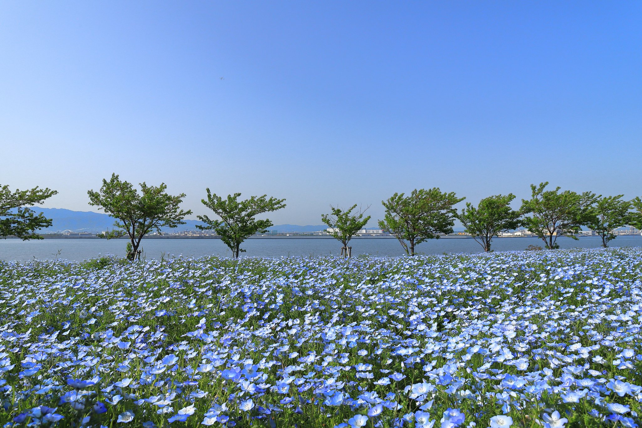 公式 大阪まいしまシーサイドパーク「ネモフィラ祭り2024」 ※春季のみ ウィンタースポーツのポータルサイトWINTER PLUS