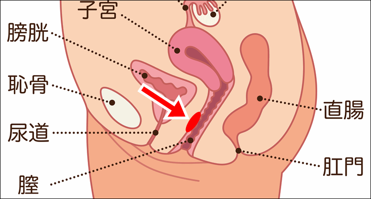 元AV女優が暴露】膣の攻め方を徹底解説 – メンズ形成外科