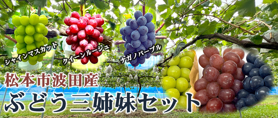 ブドウ】長野県の秘蔵っ子「クイーンルージュ」が今年ついに本格デビュー！ シャインマスカットを超える次世代スター誕生の予感…！ |