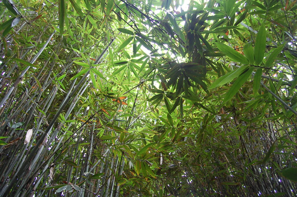 フィリピンで生活してみて今月の日本語パートナーズ日本語パートナーズ