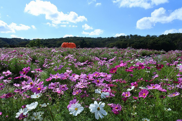 ホテルビジネスイン長岡(新潟県長岡市) - サウナイキタイ