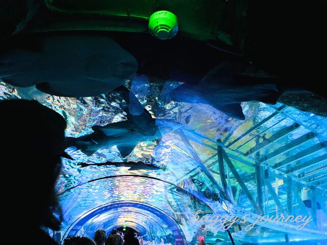 シドニー シーライフ・シドニー水族館の予約ならホットホリデ