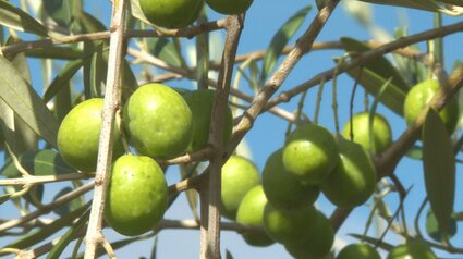 国東オリーブとは！？ - 大分県国東市ホームページ｜1300年前から続く、仏の里くにさき