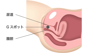 Gスポット - Wikipedia