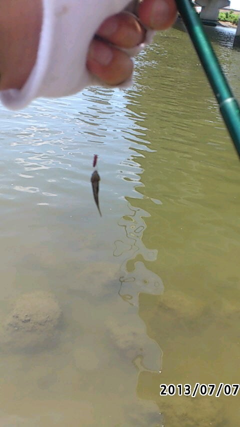 2023年10月千住新橋はまだシーバス天然釣り堀ならず