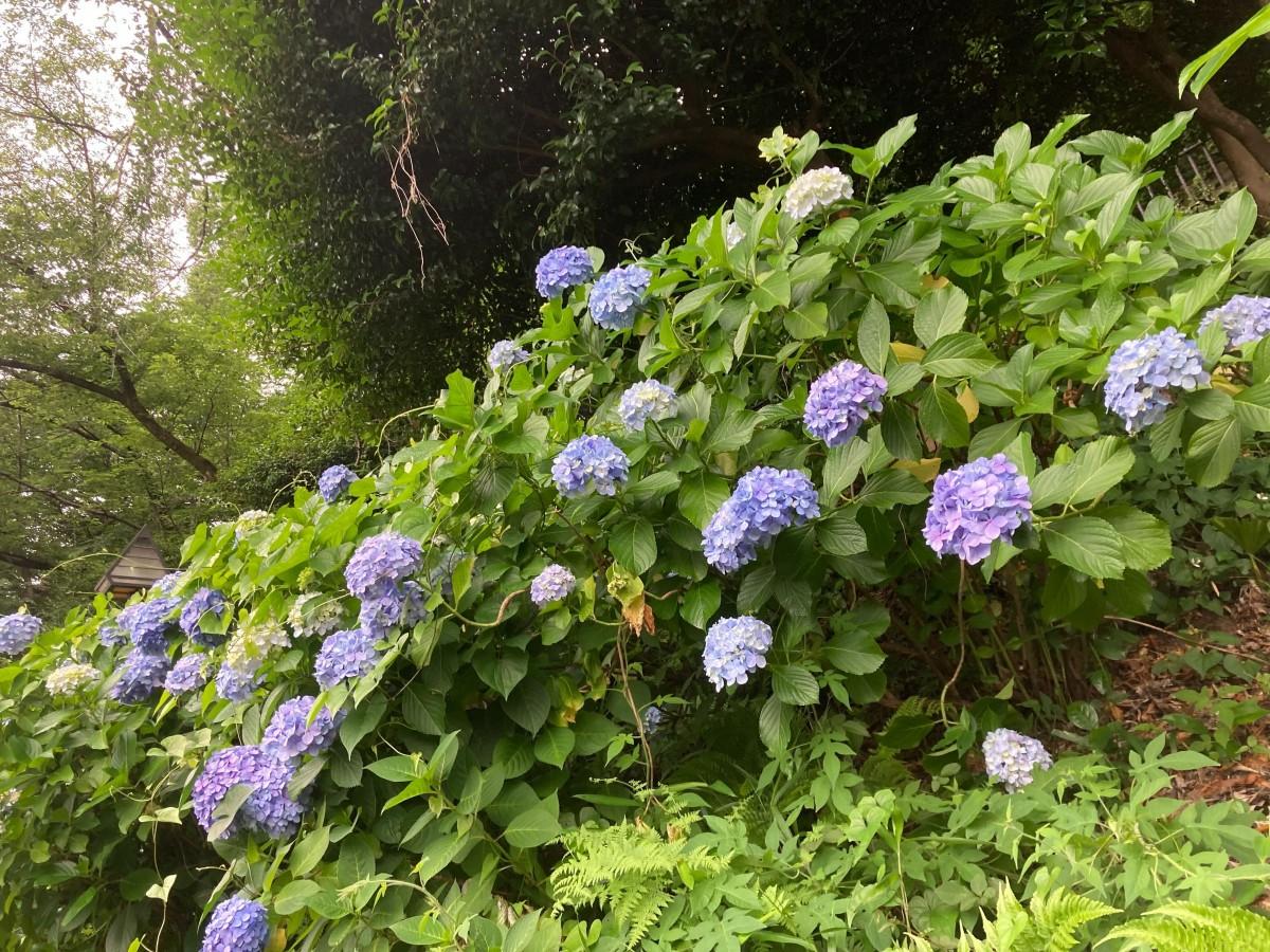 飛鳥山公園紫陽花2024見頃や開花状況は？撮影スポットや駐車場やアクセスは？そらいろ～日本が魅せる多彩な表情～