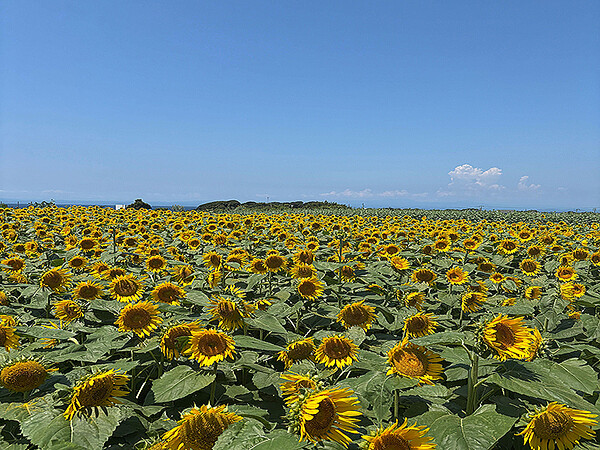 三浦半島の穴場・ソレイユの丘でひまわり畑を楽しもう