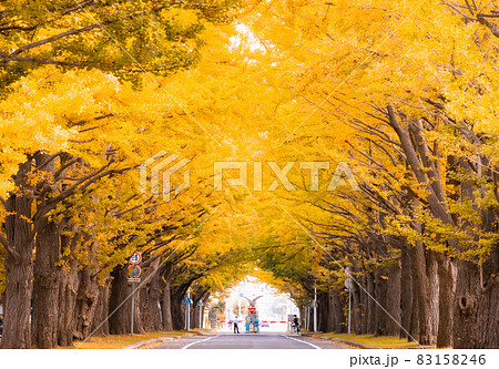北大の銀杏並木は、一体いつから、こんなにも観光名所化したのだろうか : 札幌日和下駄