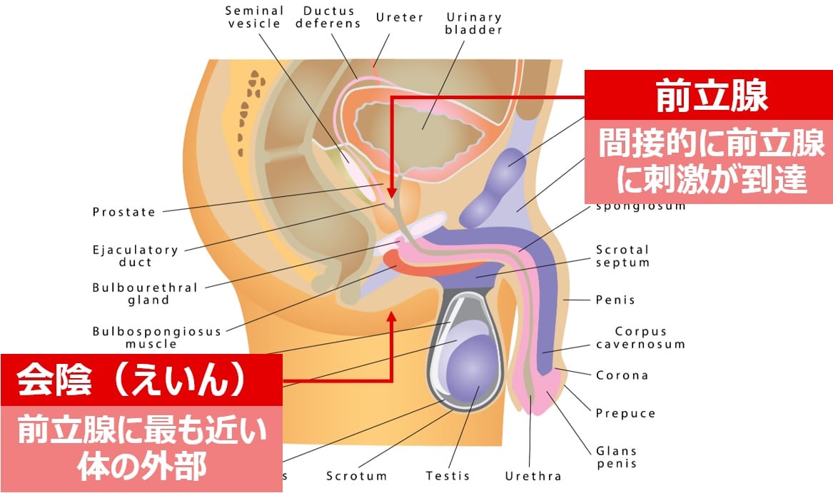 亀頭オーガズムとは？前立腺刺激だけじゃないドライオーガズムを味わう方法｜風じゃマガジン