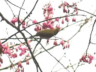 日本の桜の歴史：農林水産省：農林水産省