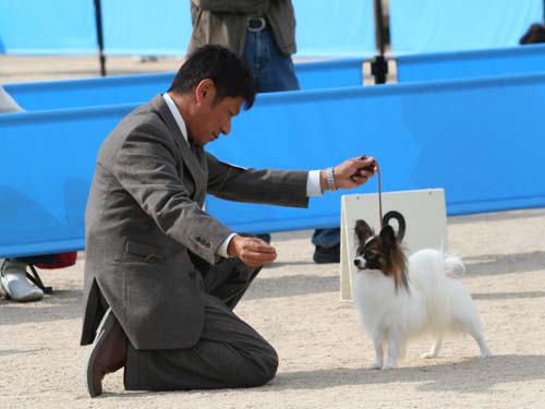 ナデナデ中に真顔になる秋田犬、ポーカーフェイスを貫くも→「体は正直」な姿にキュン！｜いぬのきもちWEB MAGAZINE