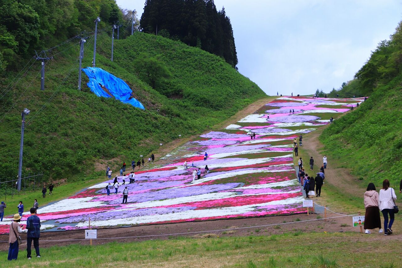 ２０２０年５月３０日 十和田焼山のシバザクラ -