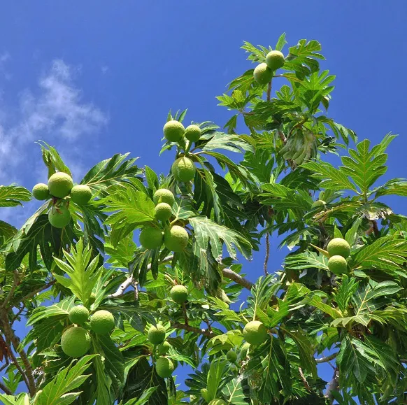 この木なんの木、気になる木でお馴染みモアナルアガーデンの日立の樹子連れハワイ