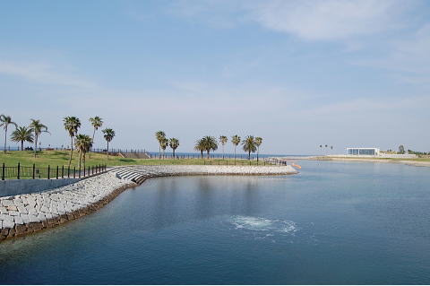 田ノ浦ビーチ沖合に広がる神秘的な海の世界 ミズクラゲの群れと出会う夏大分市のブログiナビおおいた