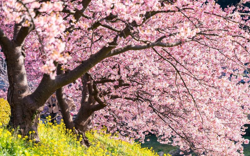 2025年🌸上野公園で花見 桜花の種類 本数 や見頃時期 開花状況&満開日