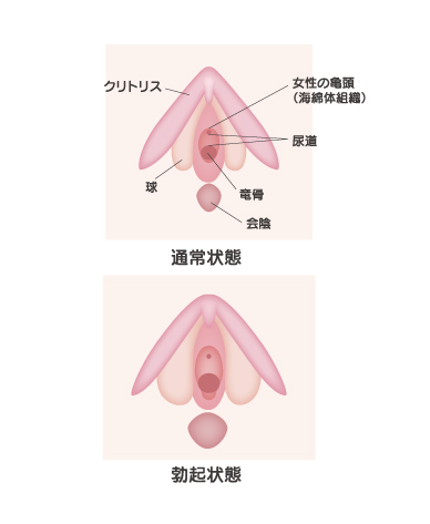 クリトリスの触り方！クリ愛撫でのいじり方 - 夜の保健室