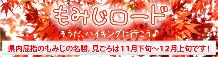 もみじロードの紅葉 千葉県紅葉名所2025