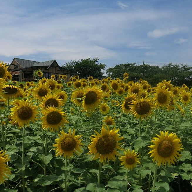 水戸募集案内所は、水戸駅南口ペデストリアンデッキに掲げている横断幕をリニューアルしました。 多くの市民の方々に目にとめていただけると幸いです。水戸 所水戸市水戸市民ニュース