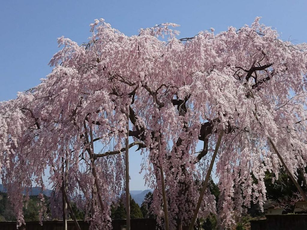 五條市 天気予報 気象情報