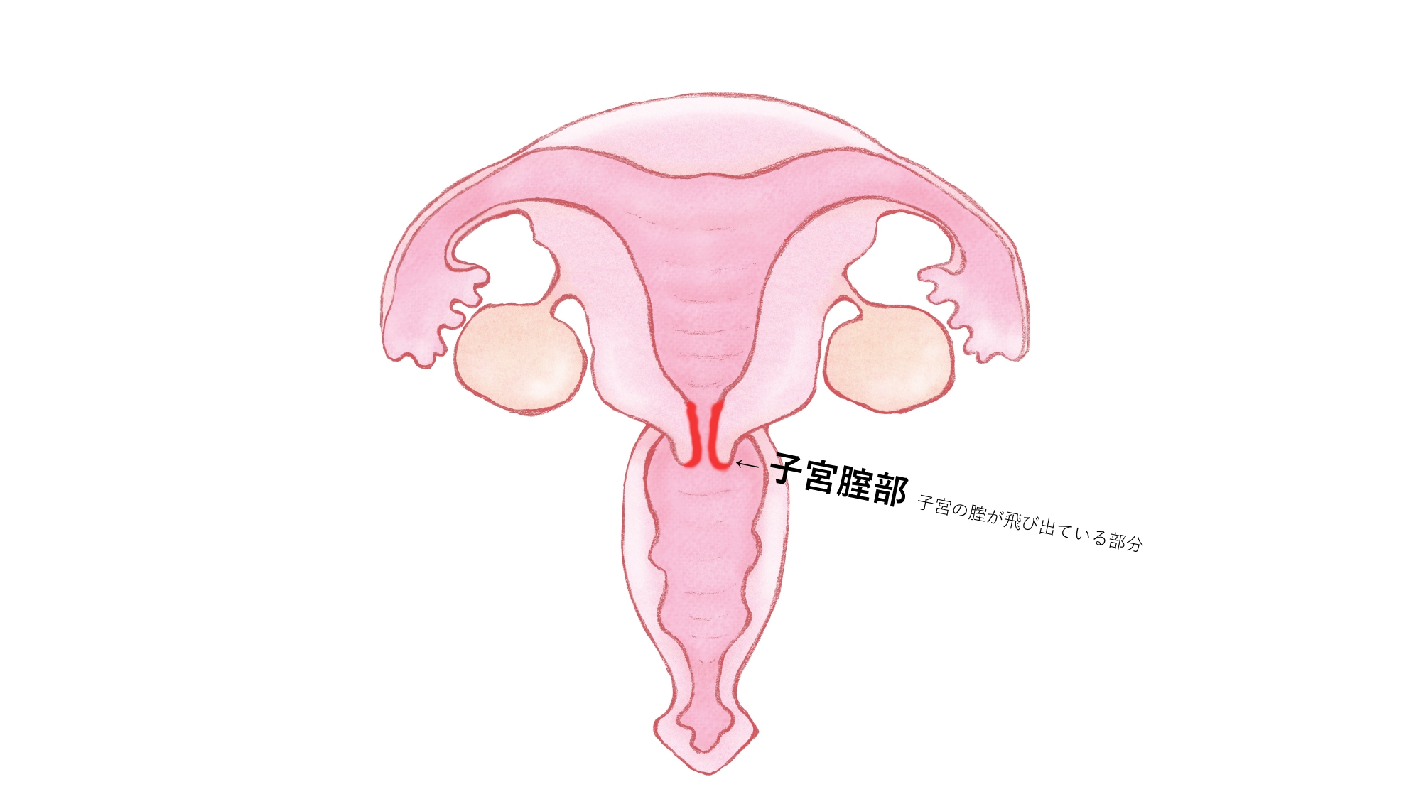 新たな新世界へのポルチオ調教 - SMクラブ