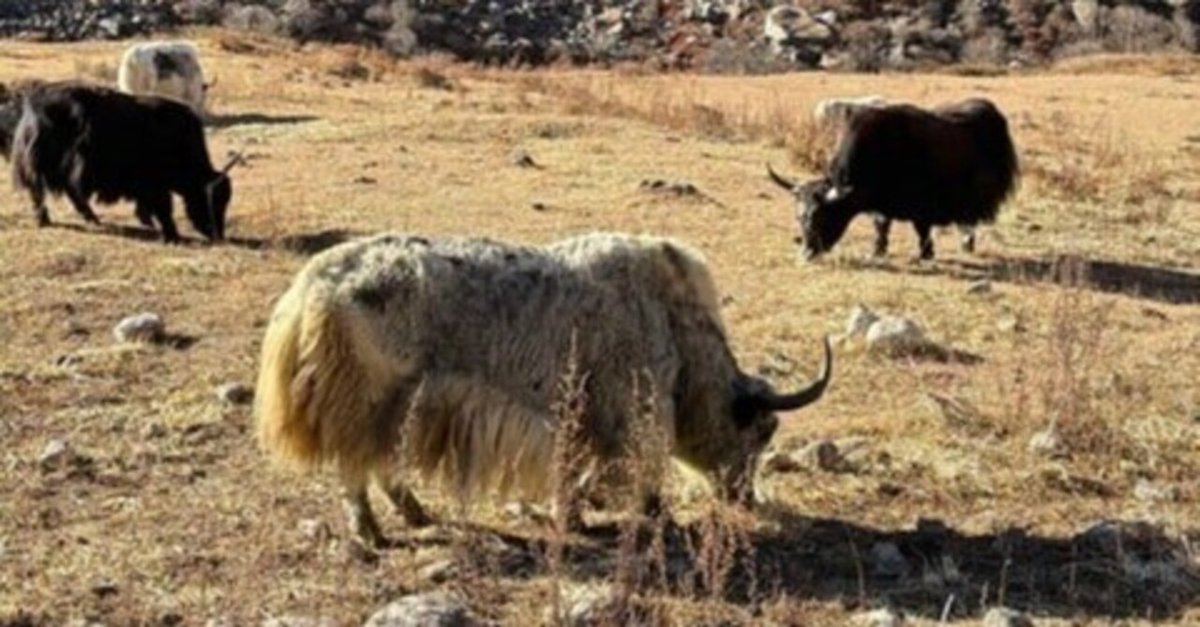 Slow explanationWhat is Nepal, the