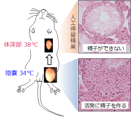 精液】漂白剤と水編【観察】 : 適当日記