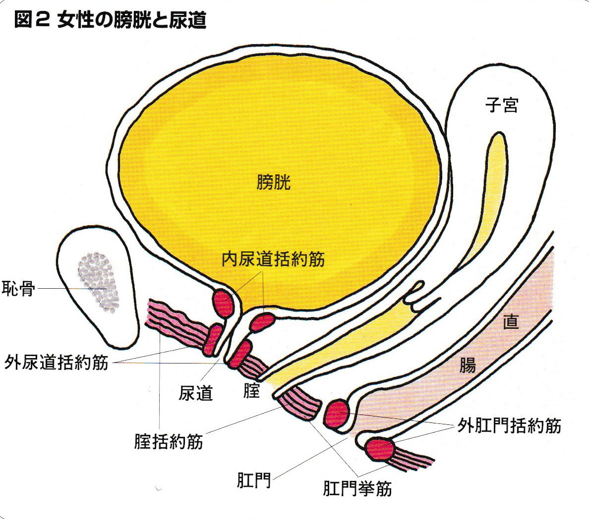 セントラルレディースクリニック,骨盤底障害,性器脱,排尿障害