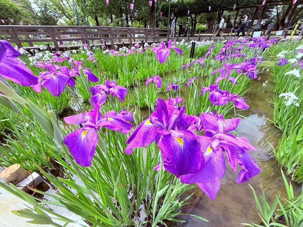 しょうぶ沼公園子供とお出かけ情報「いこーよ」