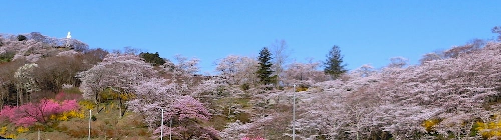 ２０２５しばた桜まつり ご案内終了- 柴田町観光物産協会