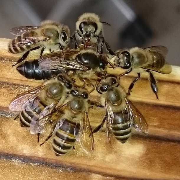 ニホンミツバチの女王蜂は天然なお方 孫のように可愛いニホンミツバチの巣箱を補修し、飼育を続けたい（佐々木 伸一