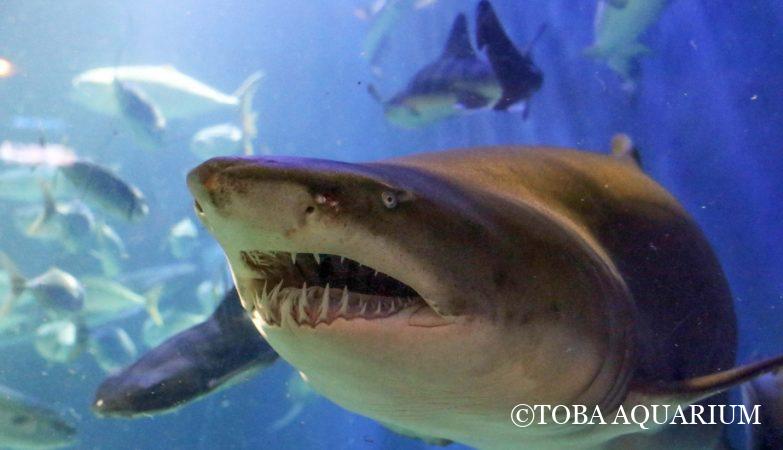 ビカアンボンのスライスの写真 - 無料の高画質写真をダウンロードFreepik