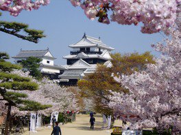 松山市の桜名所・花見スポットをご紹介！ 2025年最新版春のトピック・情報まとめ 松山まいぷれ 松山・伊予・東温・松前・砥部