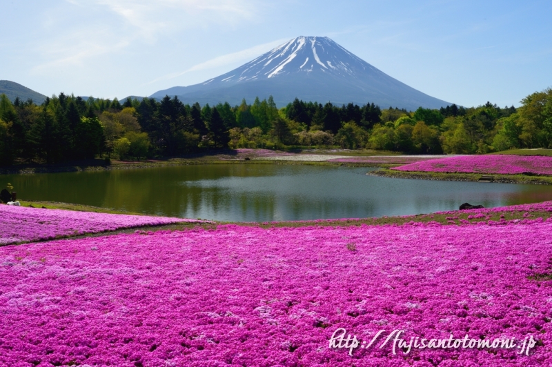 富士本栖湖リゾート -山梨県 の詳細情報ことりっぷ