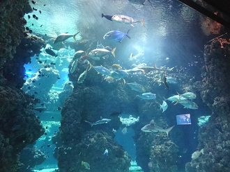 モナコ人気観光地と見どころを地図付き解説！治安・行き方・おすすめ土産フランスボックスフランス旅行情報