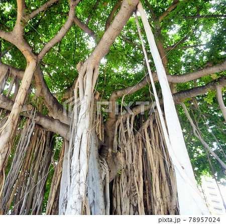 バニヤンツリーとともに過ごす優雅なひととき 当館1階に位置するレストラン「ザ・ビーチハウス」では、軽食からエレガントなディナーまで多彩なお料理を楽しむことができます。 ホテルの歴史を何十年と見てきたシンボル・バニヤンツリーの木陰で心行くまでお過ごし