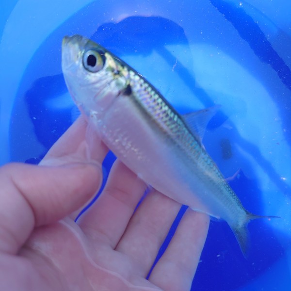 姫島港 姫島村大分県の釣り場情報