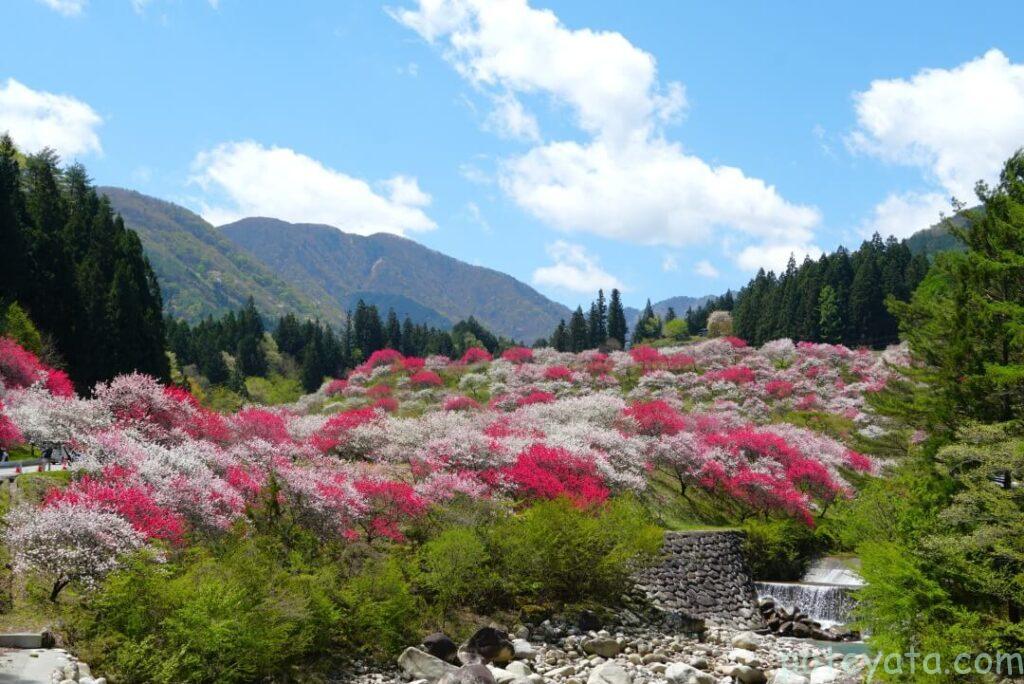 月川温泉の花桃 花桃の里_温泉地・温泉郷_温泉地・温泉郷トリップアイデアGo NAGANO 長野県公式観光サイト