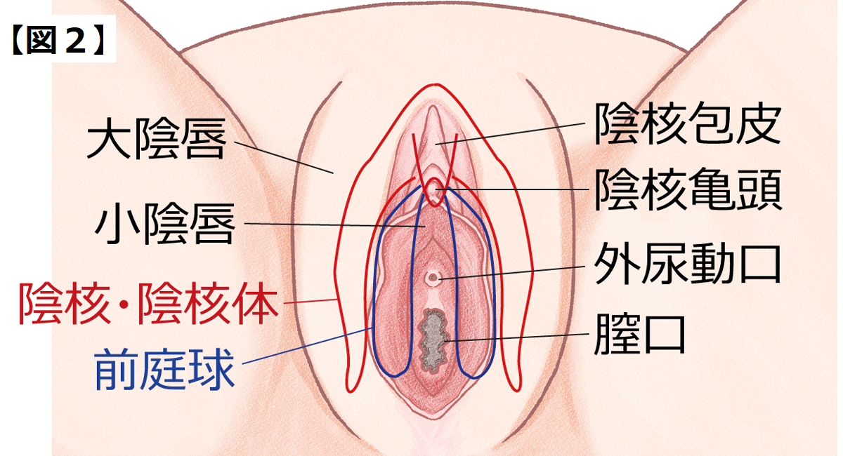 勃起の仕組み｜【浜松町第一クリニック】