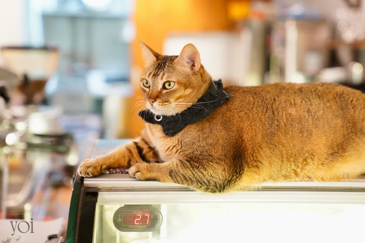 海外の観光でも動物の福祉を守ろう」─英国が踏み出した「大きな一歩」クーリエ・ジャポン