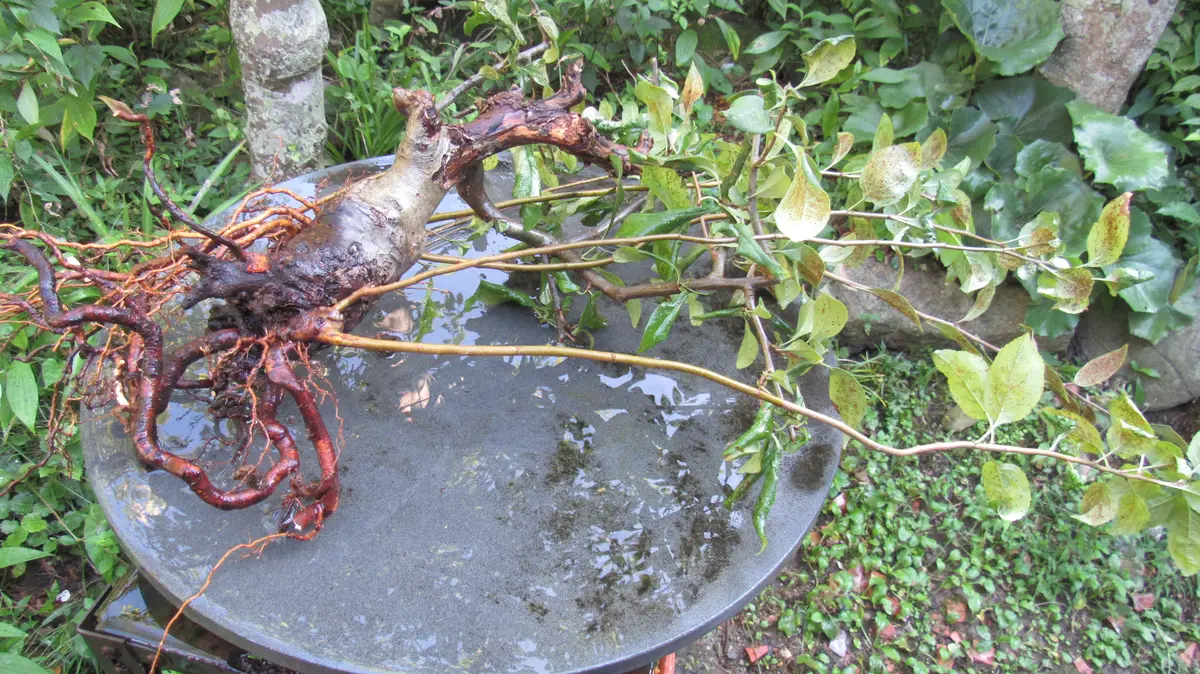 料亭 花海棠」 神戸市北区・有馬温泉 懐石 懐石料理-