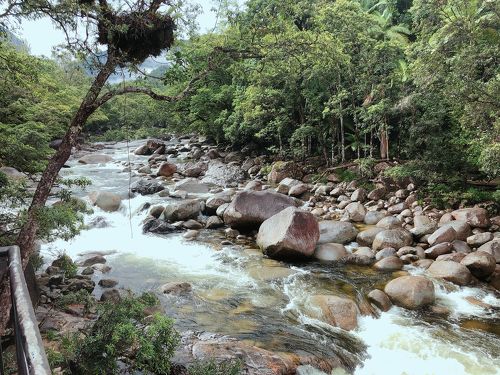 オーストラリアの熱帯雨林で今流行りの “おこもりステイ” にチャレンジしてみない😙🌿❓,