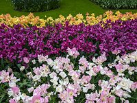 2025年版 オランダのチューリップの楽園『キューケンホフ』を満喫するたびこふれ