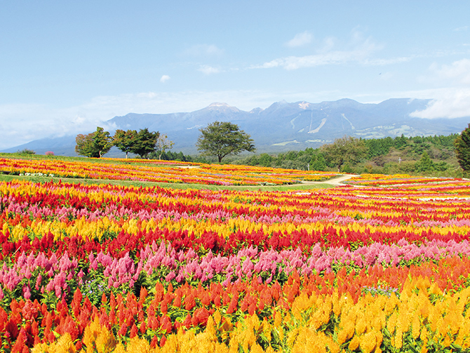 横浜山手西洋館「花と器のハーモニー」 〜“外国人居留地の面影が残るまち“としてのクロノトポス〜 | 芸術教養学科WEB卒業研究展 |