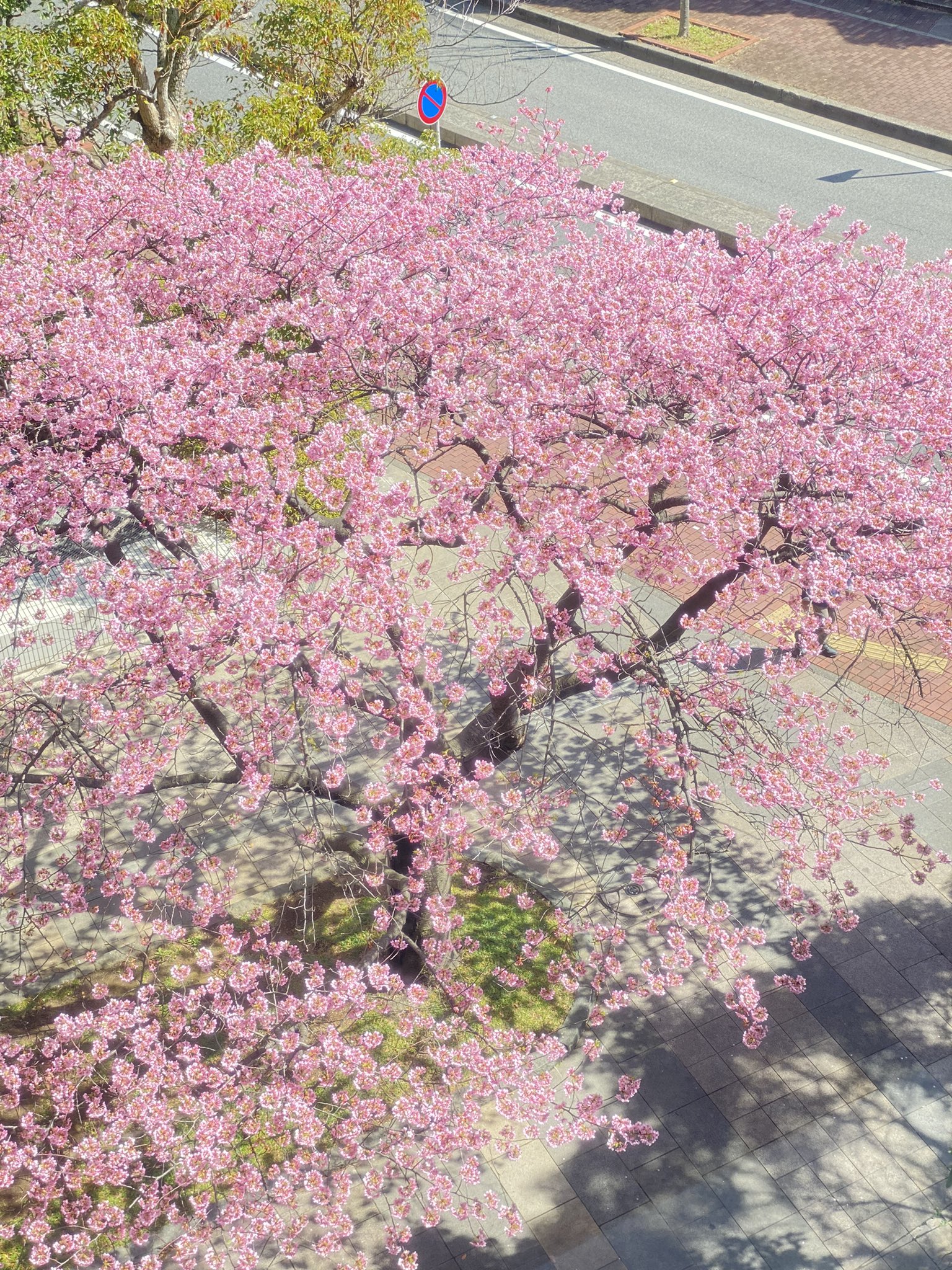 🌸海浜幕張エリアに春の訪れ 2月15日、待ちに待った5輪の開花を確認し、 本日ホテルスプリングス幕張の河津桜は 開花宣言いたします🎉昨年より3日早い開花となりましたo ^▽^