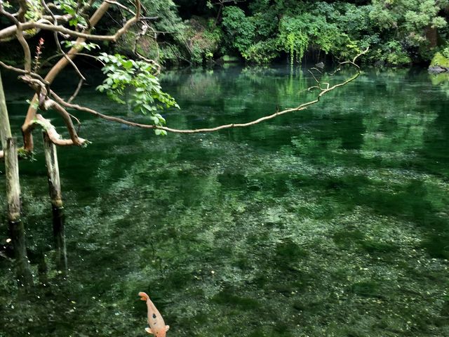 紅葉情報 出流原弁天池・磯山弁財天 - 佐野市観光協会