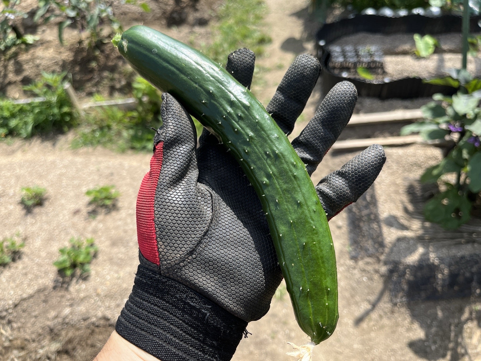 夏すずみ🥒きゅうり 種からの栽培👩‍🌾｜🍀GreenSnap（グリーンスナップ）